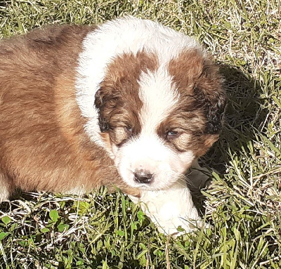 CHIOT MALE - orange