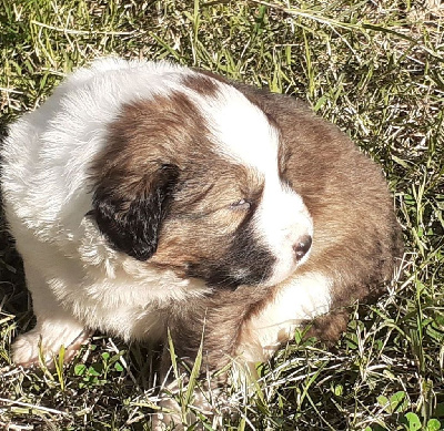 CHIOT FEMELLE - collier vert clair