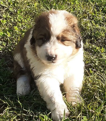 CHIOT MALE - orange